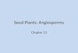 Seed Plants: Angiosperms Chapter 23. Outline  Introduction  Phylum Magnoliophyta – The Flowering Plants Development of Gametophytes Pollination Fertilization
