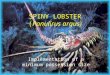 SPINY LOBSTER (Panulirus argus) Implementation of a minimum possession size