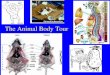 The Animal Body Tour. Levels of structure Cells Tissues: Cells combined in distinct ways into layers. Specialization (division of labor) Organs: Made