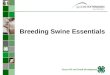 Breeding Swine Essentials Texas 4-H and Youth Development