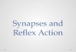 Synapses and Reflex Action. Synapse Neurons are not continuous Synapse is “The junction across which a nerve impulse passes from an axon terminal to a