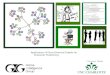Application of Force-Directed Graphs on Character Positioning Christine Talbot