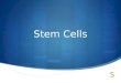 Stem Cells. Definition  The capacity of cells to divide and differentiate along different pathways is necessary in embryonic development. It also makes