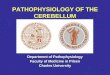 1 PATHOPHYSIOLOGY OF THE CEREBELLUM Department of Pathophysiology Faculty of Medicine in Pilsen Charles University Department of Pathophysiology Faculty