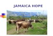 JAMAICA HOPE A Solution to Your Needs for Tropical Dairy Cattle Genetics 13-08-2008