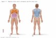 Copyright © 2010 Pearson Education, Inc. Figure 1.7 Regional terms used to designate specific body areas