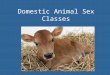 Domestic Animal Sex Classes. Importance Sex classes are used to determine uses of domestic animals for: –Reproduction –Food Production