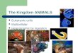 The Kingdom ANIMALS Eukaryotic cells Multicellular Heterotrophic by ingestion