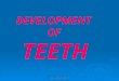 Dr shabeel pn DEVELOPMENT OF TEETH. DEVELOPMENT OF TEETH INTRODUCTION The morphogenesis of teeth and development of dentition involve a number of closely