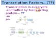Transcription Factors … (TF) Transcription in eukaryote -controlled by trans-acting protein … TF -more complex than in prokaryotes