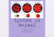 Regulatory System in Animal -Internal Environment -Homeostasis -Negative Feedback