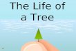 The Life of a Tree. What can you tell me ‘bout the life of a tree? Learning ‘bout a tree teaches me about me!