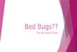 Bed Bugs?? Do You Have Them. This is an adult Bed Bug… They are real and becoming an epidemic