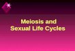 Meiosis and Sexual Life Cycles. Question? u Does Like really beget Like? u The offspring will “resemble” the parents, but they may not be “exactly” like
