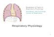 1 Respiratory Physiology Breakdown of Topics in Respiratory Physiology: Ventilation, Gas Exchange, Control of Respiration