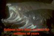 Salmon have been around for millions of years. The good ol’ days of salmon fishing 100 years ago