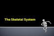  Axial skeleton – bones of the skull, vertebral column, and rib cage  80 bones make up the Axial Skeleton  Appendicular skeleton – bones of the upper