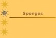Sponges. Classes of Sponges  There are three different classes of sponges: –______________