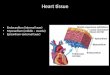Heart tissue Endocardium (internal layer) Myocardium (middle – muscle) Epicardium (external layer)