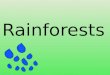 Rainforests. Rainforests cover less than 6% of the land’s surface. Rainforests of the World