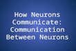 How Neurons Communicate: Communication Between Neurons