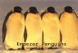Emperor Penguins Aptenodytes Forsteri. Basic Facts Type: Flightless Bird Size: Up to 4 feet Avg. Weight: 88 lbs. Diet: Carnivore Lifespan: 15- 20 years