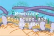 1 Membrane Structure and Function. 2 Plasma Membrane boundary The plasma membrane is the boundary that separates the living cell from its nonliving surroundings