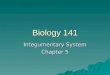 Biology 141 Integumentary System Chapter 5. The Integument  Integument: Skin – largest body organ  Integumentary System: –Skin –Hair –Nails  Function: