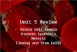 Unit 5 Review Sickle Cell Anemia Protein Synthesis Meiosis Cloning and Stem Cells