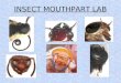 INSECT MOUTHPART LAB. Insect Classification Kingdom – Animalia Phylum – Arthropoda Class – Hexapoda (Insects)