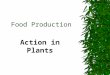 Food Production Action in Plants Plant cells  Plant cells contain a jelly-like cytoplasm  They all have a nucleus  They usually have a sap-filled