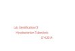 Lab Identification Of Mycobacterium Tuberclosis 17.4.2014