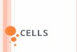 C ELLS Cells. V OCABULARY Cell, organism, nucleus, prokaryotic, eukaryotic, unicellular, multicellular Organelle
