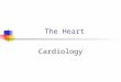 The Heart Cardiology. Physical Characteristics Situated between the lungs in the mediastinum About the size of a clenched fist Cone or pyramid shape,