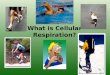 What is Cellular Respiration?. Cellular Respiration Overview Transformation of chemical energy in food into ATP (chemical energy cells can use) These