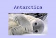Antarctica It’s cold here.. Antarctica is the fifth largest of the seven continents. It is situated over the South Pole almost entirely south of latitude