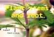 Plant stems and root Botani. Plant stem STEMS Stems are structures which support buds and leaves and serve as conduits for carrying water, minerals,