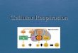 Define cellular respiration  Cell respiration is the controlled release of energy from organic compounds in cells to form ATP  Covalent bonds are slowly