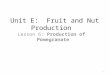 Unit E: Fruit and Nut Production Lesson 6: Production of Pomegranate 1
