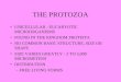 THE PROTOZOA UNICELLULAR - EUCARYOTIC MICROORGANISMS FOUND IN THE KINGDOM PROTISTA NO COMMON BASIC STRUCTURE, SIZE OR SHAPE SIZE VARIES GREATLY - 2 TO