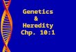 Genetics & Heredity Chp. 10:1. Who was Gregor Mendel? “Father of Genetics”