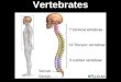 Vertebrates. Which of these is most closely related to you?