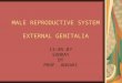 1 MALE REPRODUCTIVE SYSTEM EXTERNAL GENITALIA 13-05-07 SUNDAY BY PROF. ANSARI