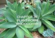 CHAPTER 35 PLANT FORM WOOOOO!!!!!!!. Meristems: They elaborate the plant body after germination - act as stem cells for plants- rapidly divide into differentiated