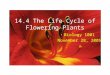 14.4 The Life Cycle of Flowering Plants Biology 1001 November 28, 2005