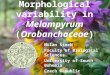 Morphological variability in Melampyrum ( Orobanchaceae ) Milan Štech Faculty of Biological Sciences University of South Bohemia Czech Republic