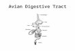 Avian Digestive Tract. Ruminates DIGESTIVE TRACT