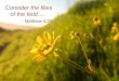 Consider the lilies of the field…. - Matthew 6:28