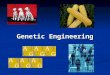 Genetic Engineering. II. Genetic engineering: Changing an organism’s DNA to make it more beneficial to humans