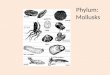 Phylum: Mollusks. Three Classes of Mollusks 1.Class Gastropoda – snails, slugs 2.Class Bivalvia – clams, oysters, mussels, scallops 3.Class Cephalopoda